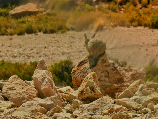 Da! Endlich kriege ich eine Viscacha vor die Linse. Hasenähnlich, mit Schwanz, aber ihr wisst noch: Blutrünstig!