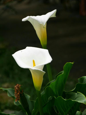 Streunen danach im Garten herum. Schöne Blumen, ich meine solche hätten wir auch in Santiago Roncesvalles im Garten gehabt.