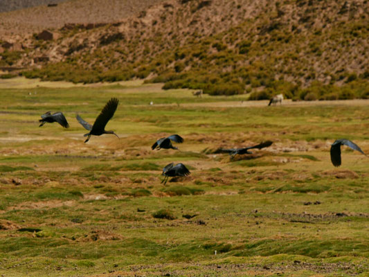 Ein anderer Vogel, den ich schon in Chile sah. Übrigens gibt es ab dieser Höhe keine Korallen mehr zu sehen. Sie stammten ja von der Zeit, als sich der Atlantik bis etwa hierher erstreckte.