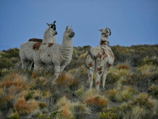 Immer im Norden zur Stelle, um uns Gesellschaft zu leisten: Die Lamas.