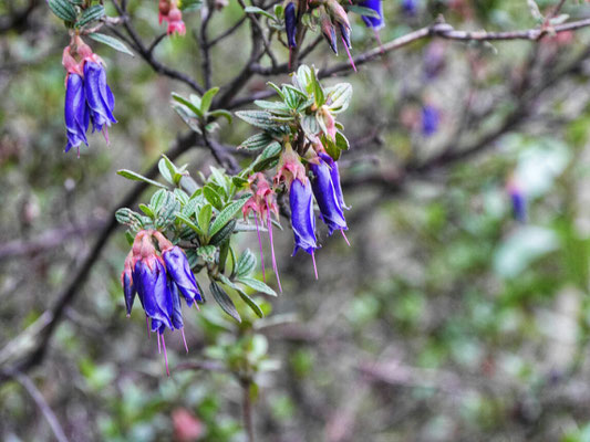 Blumengewächse mehren sich am Wegesrand.