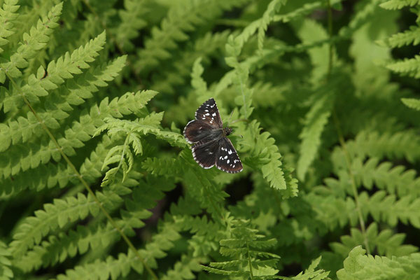 夏型♀の開翅を背景オールグリーンで。2008/8/10