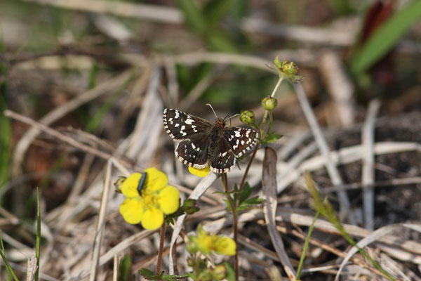 ミツバツチグリで吸蜜する春型♀。2009/5/9