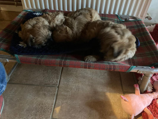 Bonne nuit les bébés