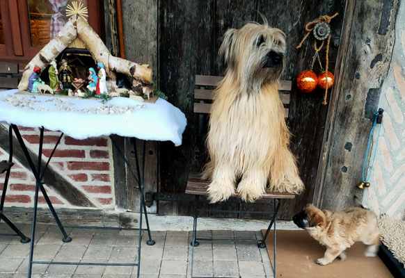 Joyeux Noël à vous tous / Allen ein Frohes Weihnachtsfest