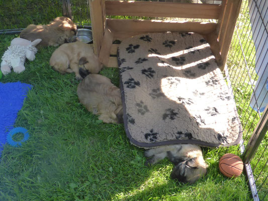 cela fait du bien une petite sièste / eine kleine Siesta tut gut
