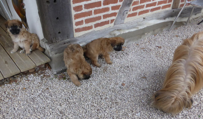 c'est le nonos à maman / dieser Knochen gehört Mami