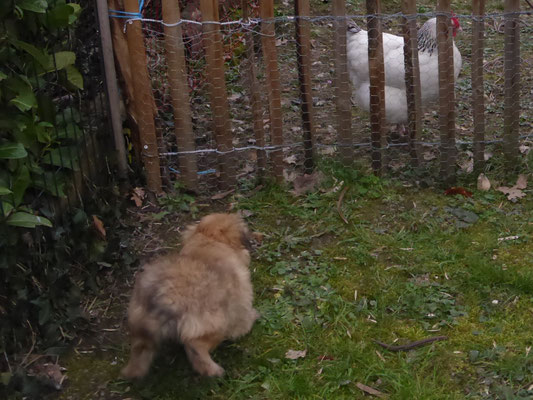 je suis un chien de berger / ich bin ein Hütehund