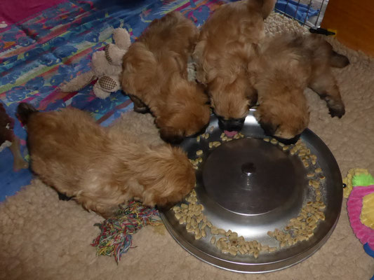 unsere erste Mahlzeit