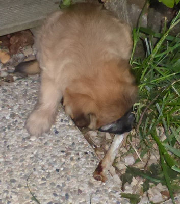 Miam, heute gabs Spare Ribs Knochen