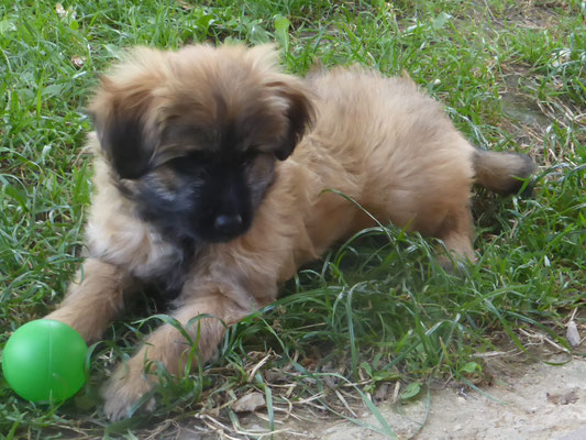 Sibelle