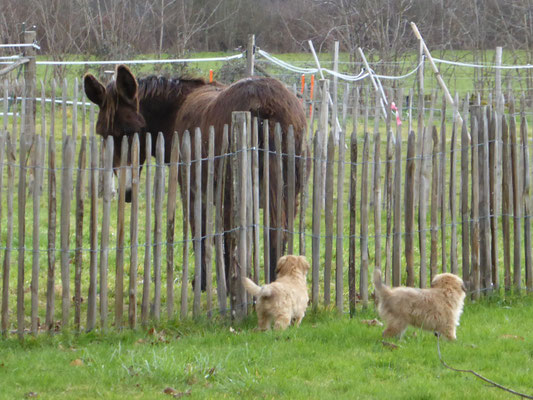 oh la, elle nous regarde, au secour...  et ils sont partis :-) / ulala, sie schaut uns an, Hilfe.... und weg waren sie :-)