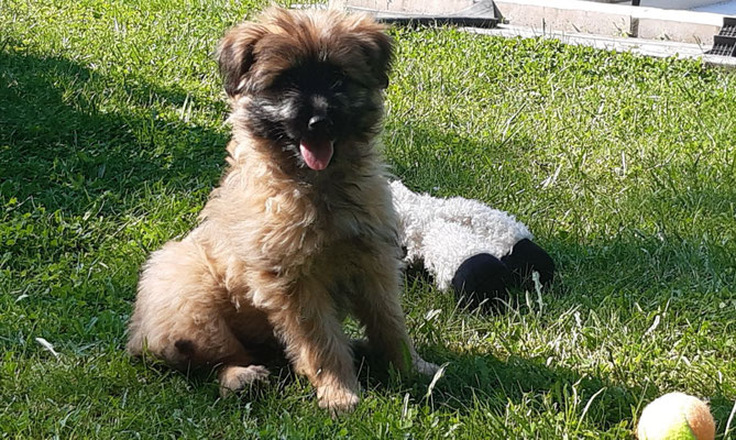 Sibelle est bien arrivée dans sa nouvelle famille / Sibelle ist gut im neuen Zuhause angekommen