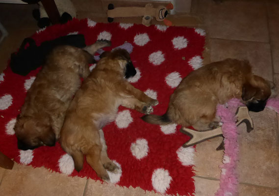Zzzz..............