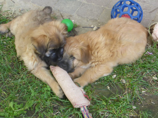 Sibelle et Saïka
