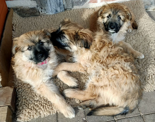 Anéou, Agos, Aluna