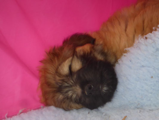Sirius :-)