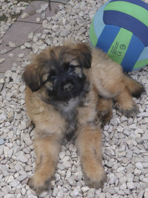 Sibelle