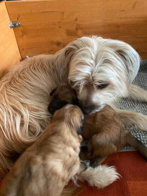 Les petits enfants de Lou à 3 semaines  /  Lou's Enkel 3 Wochen alt :-)