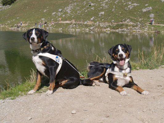 Mein Hund Wird Alter Appi Welpens Webseite