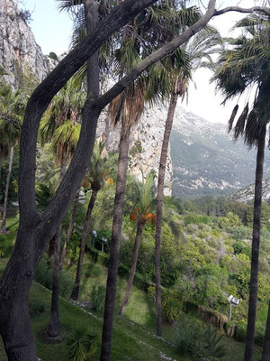 Vegetatiom im Inland der Costa Blanca / Spanien.