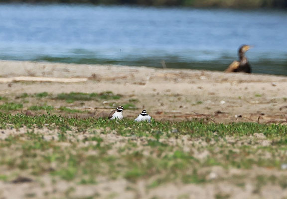 Flussregenpfeifer auf dem Hachedesand