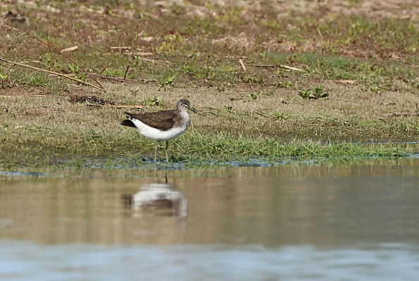 Waldwasserläufer