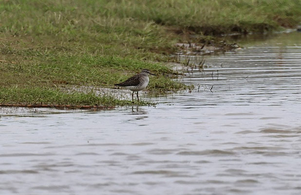 Bruchwasserläufer am Hachedesand