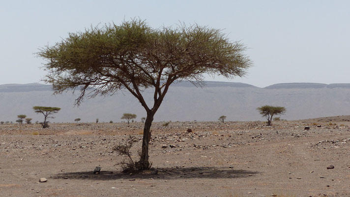 Les acacias s'adaptent bien au terrain et au climat