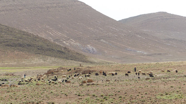 Important troupeau de brebis et de chèvres