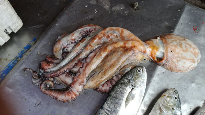 Un poulpe de 3kg bien appétissant (marché aux poissons)