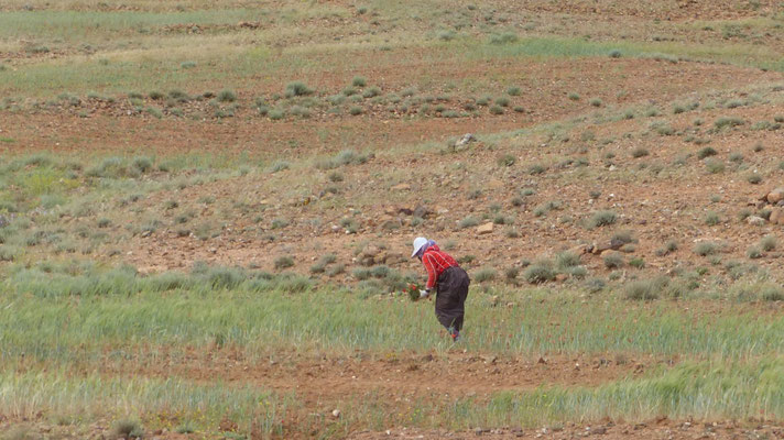 Une dame nomade semble cueillir des coquelicots pour le 1er mai