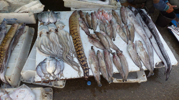 Sars, poulpes, murène (noire et jaune) et poissons divers