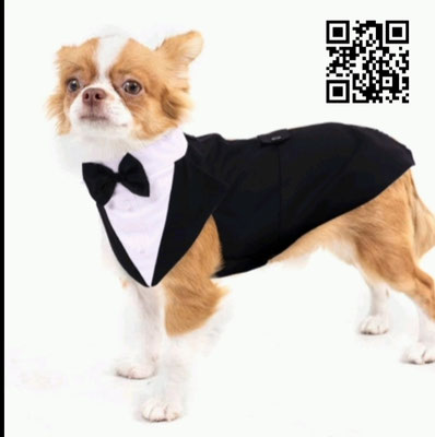 Hund-Gentleman , Elegant