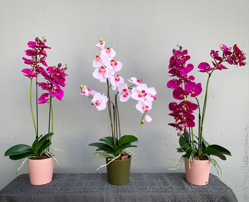 Orchideen in kleiner Topfgarnitur