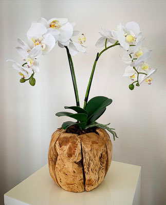 Wurzelholz mit Orchideen