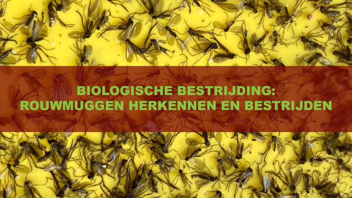 Biologische Bestrijding: Rouwmuggen Herkennen En Bestrijden