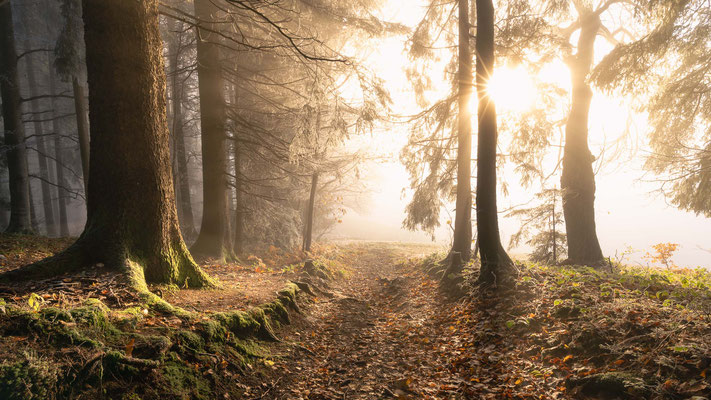 Goldene Lichtstimmung im Nebelwald