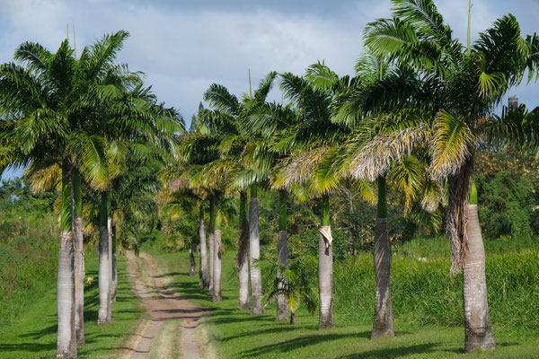 gepflegte Landschaft überall