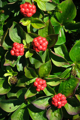 Crackle Berries
