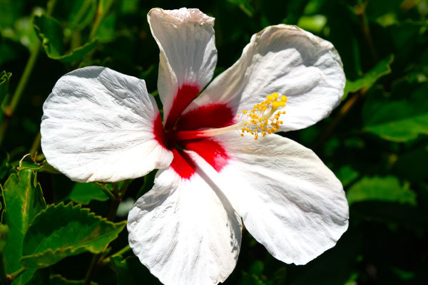 blühender Hibiskus in allen Farben, überall