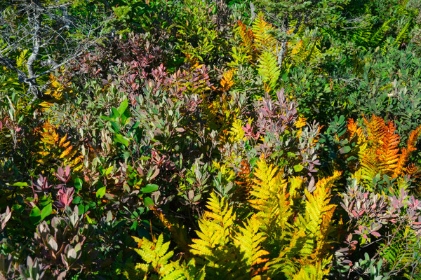 wunderschöne Farben