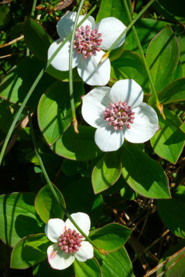 Blüten am Wegesrand