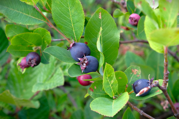 Partridge Berries