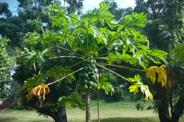Papayas