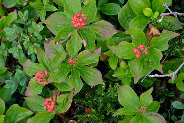 Crackle Berries