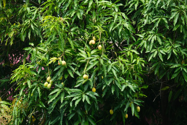 Mangos