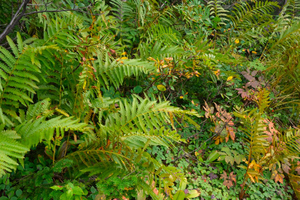 erste Anzeichen des nahenden Herbstes