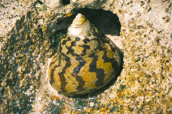 Conception Island