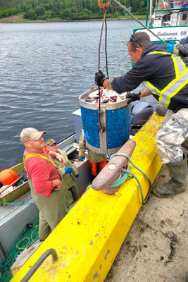 erfolgreiches Food Fishing 
